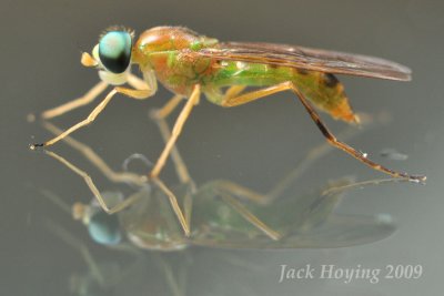Longlegged Fly - Condylostylus sp.