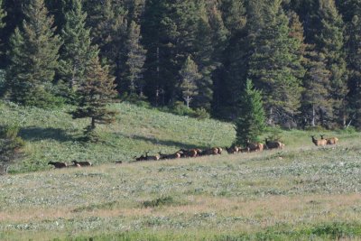 Elk Herd on the move