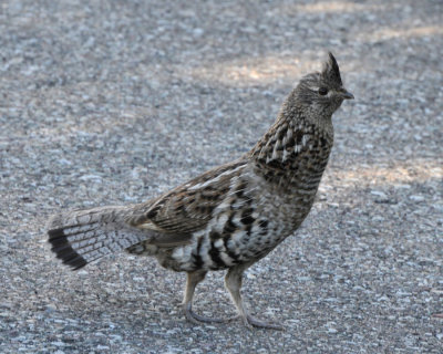  Ptarmigan