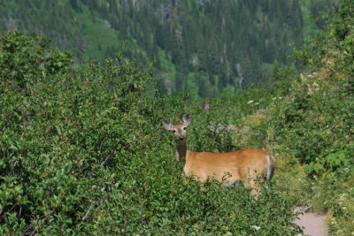 Our greeter on the trail to Iceberg Glacier