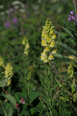 Butter and Eggs - Yellow Toadflax