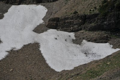 Mountain Goats close-up