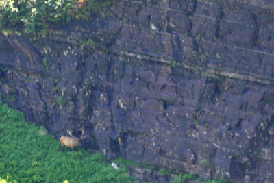 Bull Elk (heavily cropped image from a long distance)