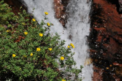 Shrubby Sinquefoil with a waterfall backdrop