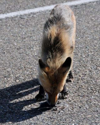 This fox was on the highway picking up some roadkill