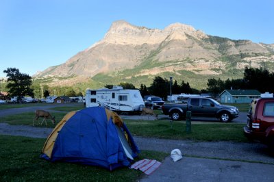 Our campsite at Waterton townsite, Waterton National Park, complete with deer