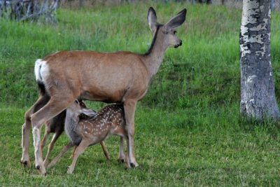Two hungry Fawns