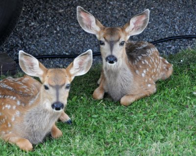 These fawns were at our campsite when we returned