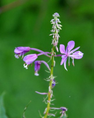 Fireweed