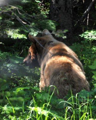 Black Bear (Cinnamon colored) along the road to Cameron Lake