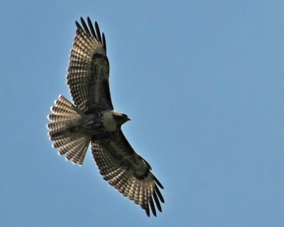 Ferruginous Hawk
