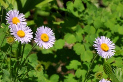 Subalpine Fleabane