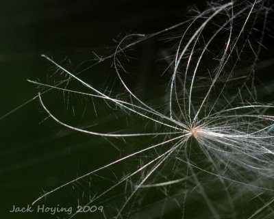 Fine hairs on a seed holds it to the spider webs
