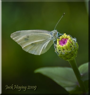 Small butterfly on a Zinnia (White Cabbage?)