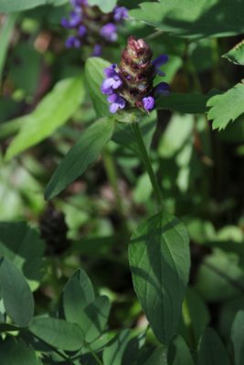 Common Selfheal - healall