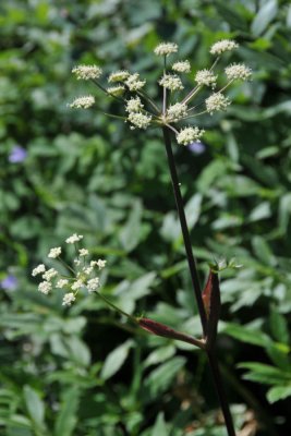 Porters Licorice Root