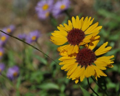 Brown eyed susan - Common Gaillardia