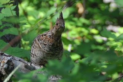 Curious Ptarmigan