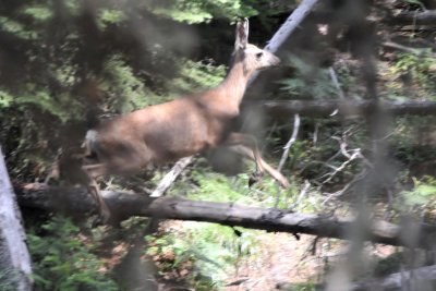 Deer running from us