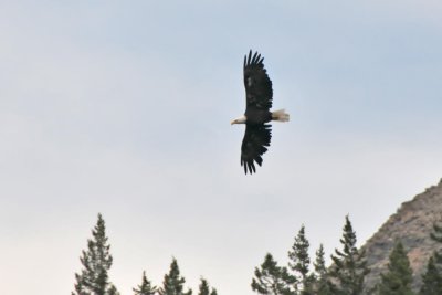 Bald Eagle viewed from our boat ride