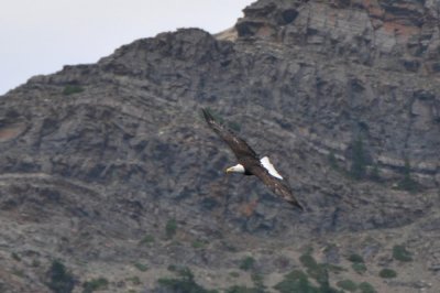 Bald Eagle viewed from our boat ride