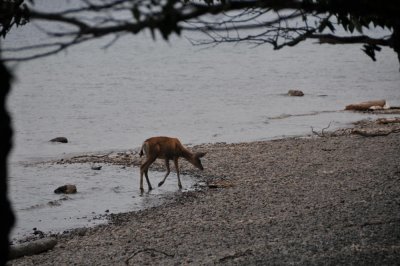 Deer at the edge of Waterton Lake