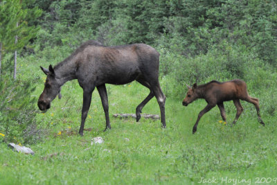 Moose Cow with an active calf
