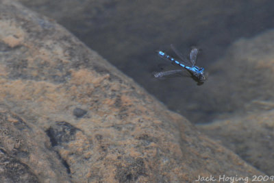 Damselfly on the crystal clear lake water