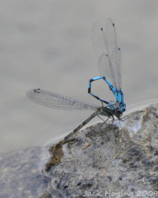 Afternoon delight with a pair of damselflies