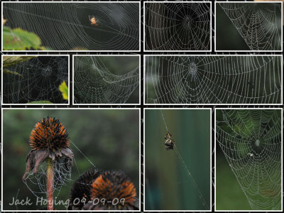 Nine Spiderwebs on 09-09-09