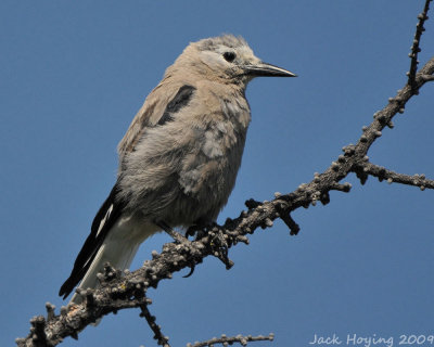 A Clark's Nutcracker watching us