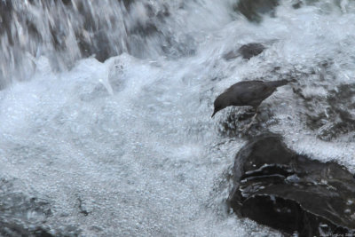 American Dipper