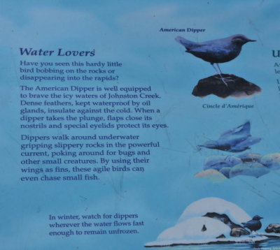 American Dipper Facts
