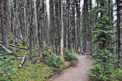 Hiking up through the pines