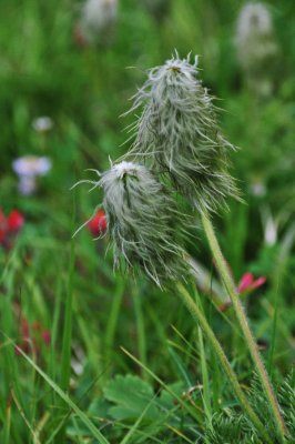 White Pasqueflower (Towhead Babies)