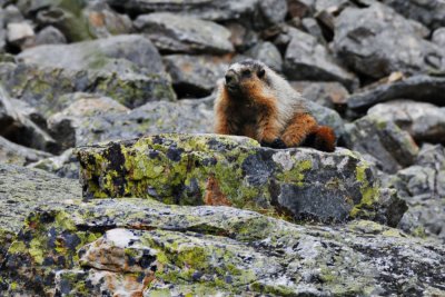 Marmot trail guard