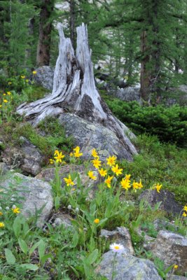Arnica Flowers and Stump