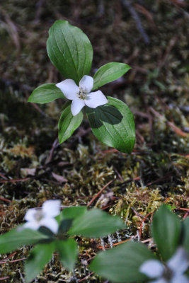 Bunchberry Dogwood along the trail to Chephren Lake