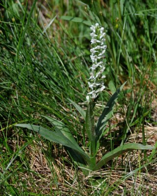 Scent Bottle -Tall White Bog Orchid