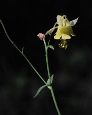 Yellow Columbine