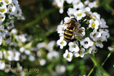 Yellow Jacket on blooms