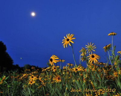 Daisies under the Moon