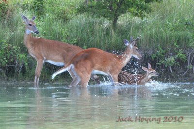 Whitetail Deer playing at the waters edge