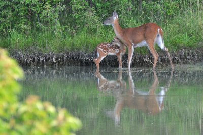 Maumee Bay 2010 - Friday