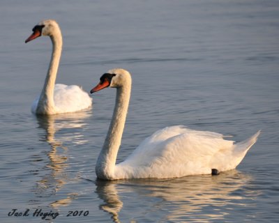 Early Morning Swan Visit on Grand Lake