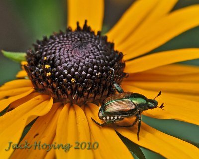 Black Eyed Susan and Beetle