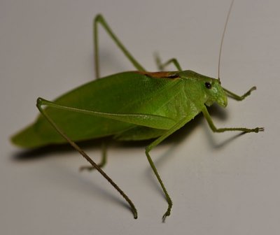 Katydid on the wall