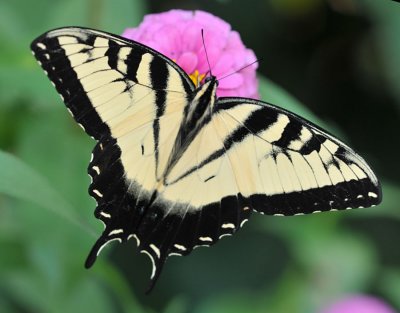 Eastern Tiger Swallowtail visiting the Zinnia