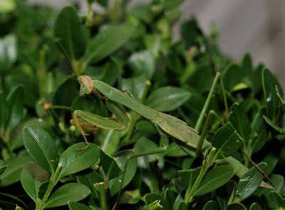 Hiding in the leaves