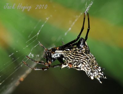 Jeweled Spider